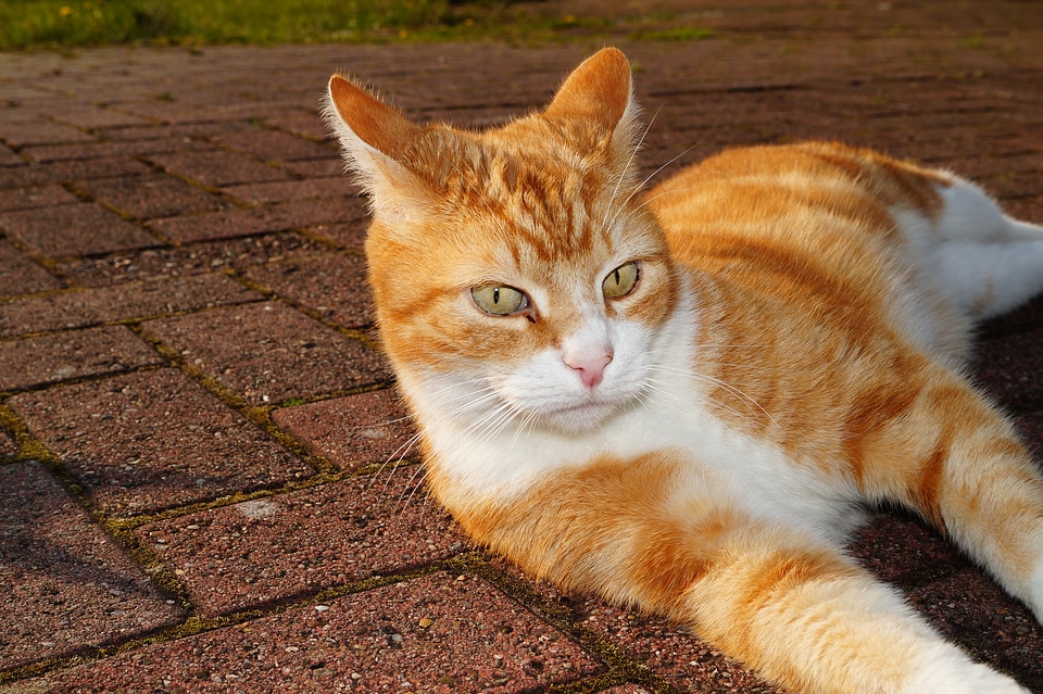 Chill out cat's eyes enjoy the sun
