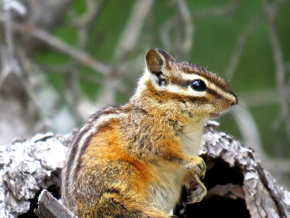 Nature cute