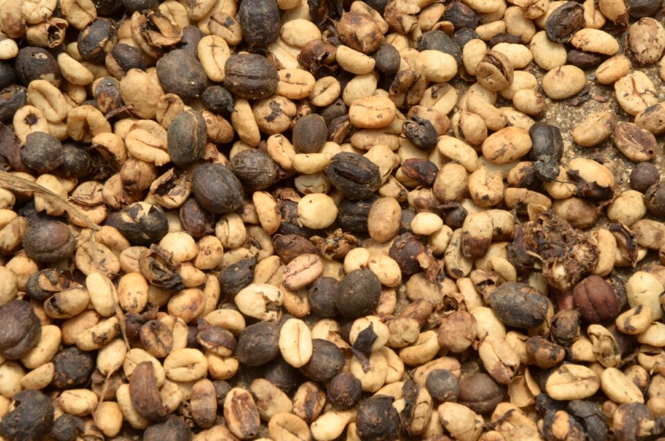 Coffee textures nature