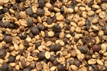 Coffee textures nature