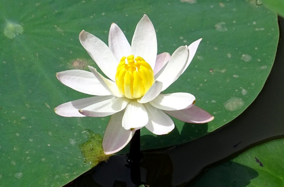 Flower nymphaeaceae aquatic