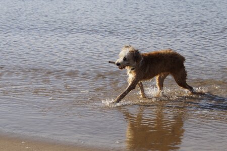 Barbado da terceira dog portugal