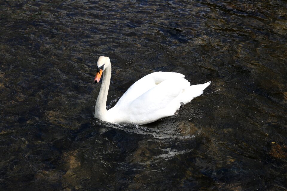 Animal bakewell lake