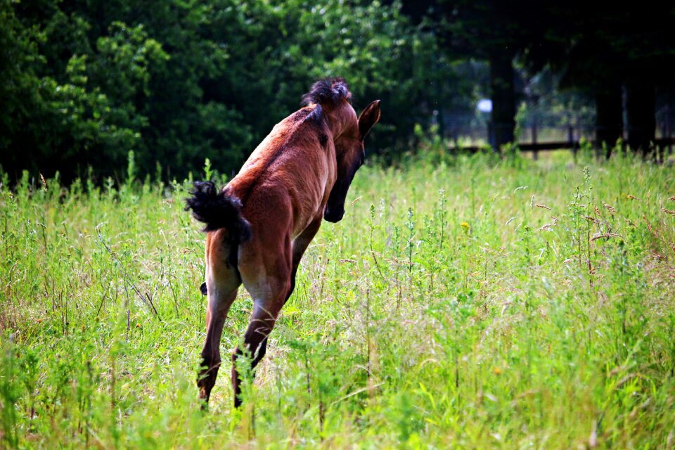 Brown mold pasture buck