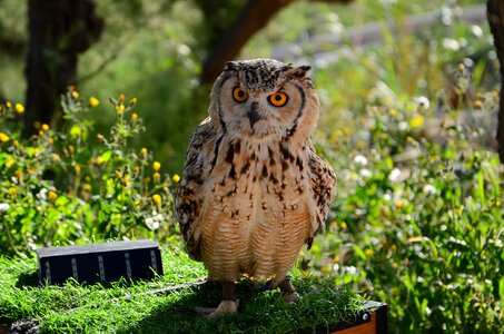 Summer animal birds
