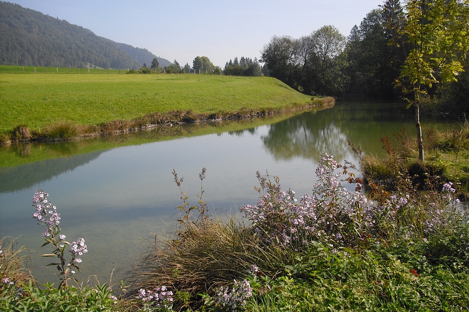 Walchsee on lake walchsee tree