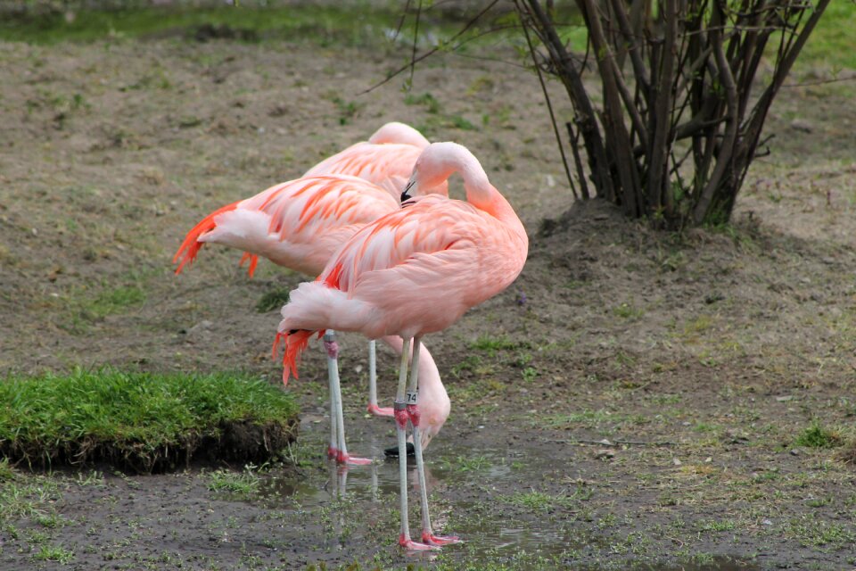 Fauna zoo wild life