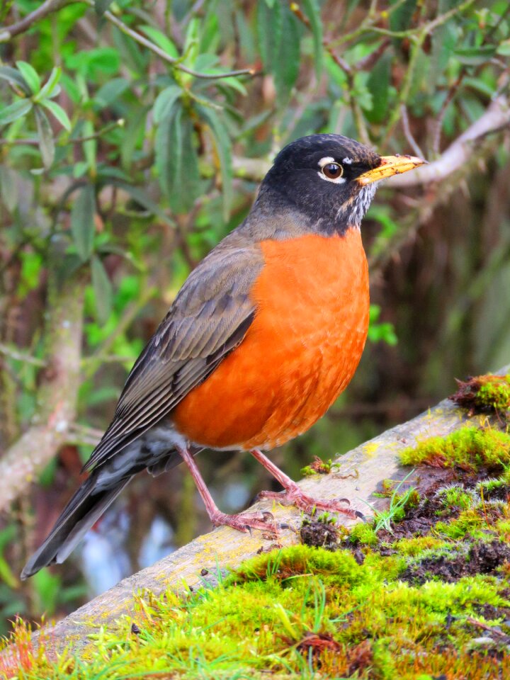Nature red redbreast