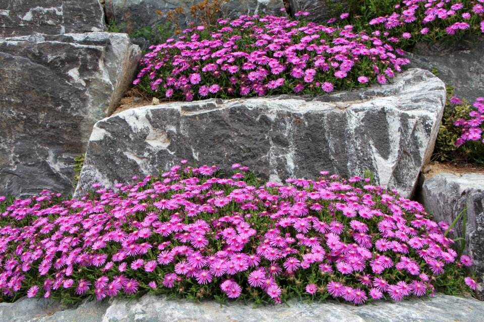 Nature spring pink