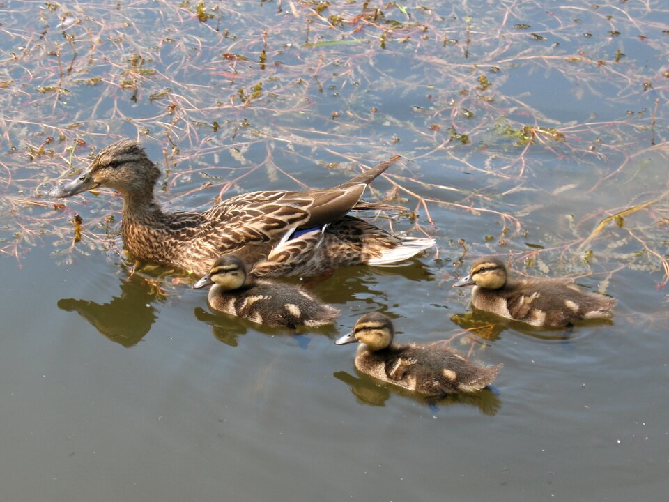 Water birds pond wild