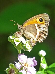 Butterfly cintada saltabardisses pyronia bathseba