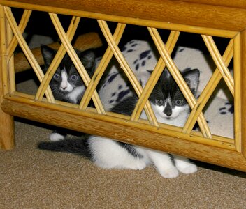 Hide hiding cats photo