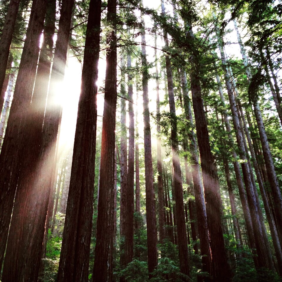 California forest tall photo