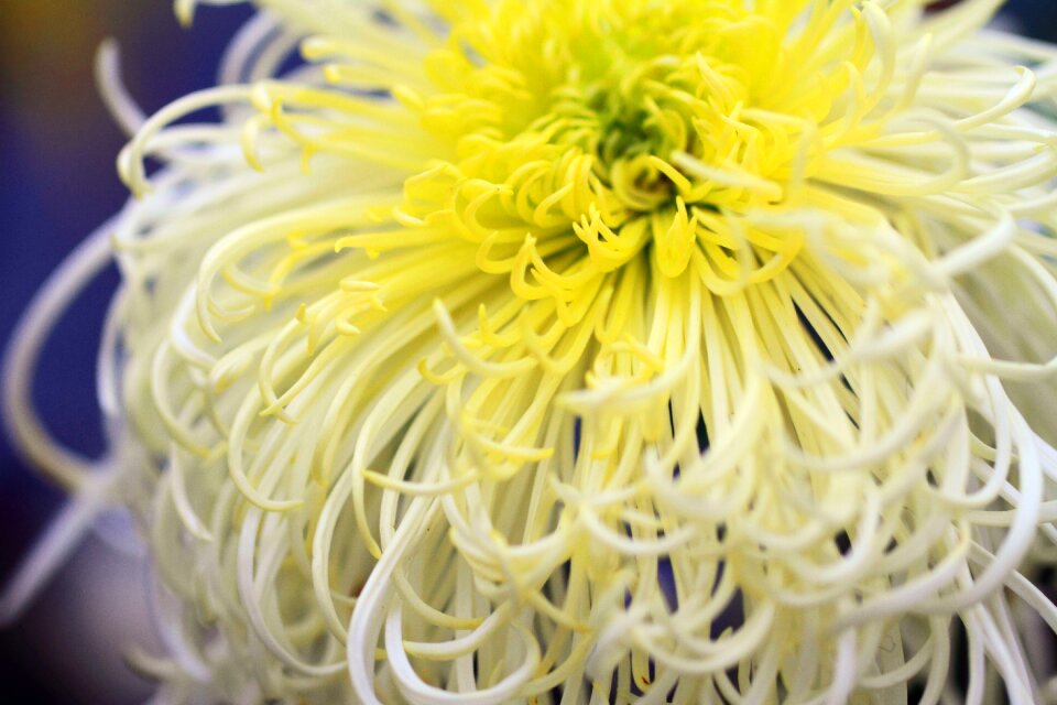 Yellow white flower