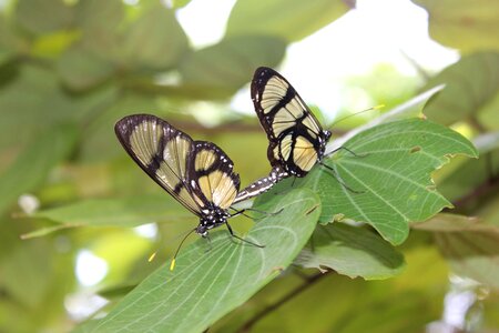 Procreate purity butterfly wings photo