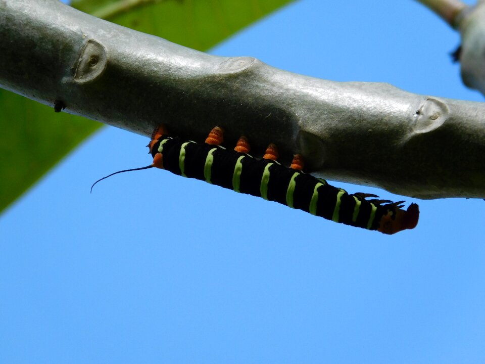 Cancun animal vegetation