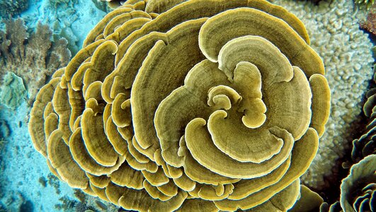 Depth sea corals photo