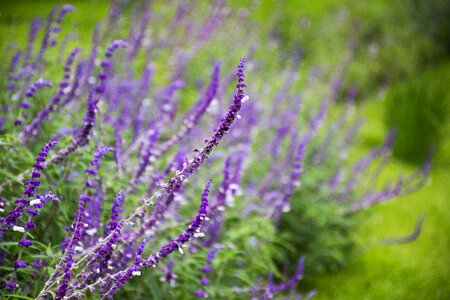 Purple flower aromatic plants photo