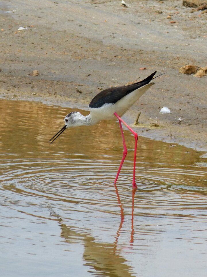 Laguna wetland himatopus himantopus
