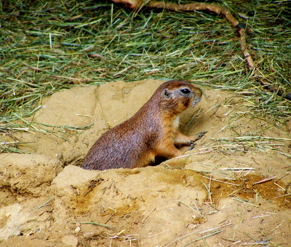 Prairie dog mammal residential wells