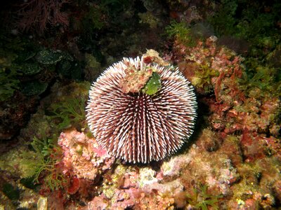 Sea ​​urchin water underwater photo