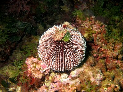 Sea ​​urchin water underwater