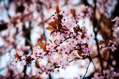 Almond blossom pink spring