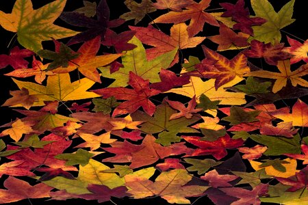 Composition arrangement foliage