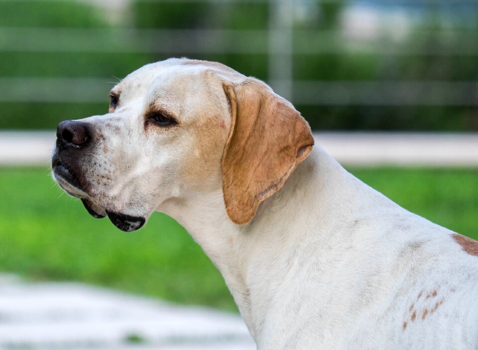 Portrait animal portrait purebred dog