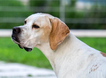 Portrait animal portrait purebred dog photo