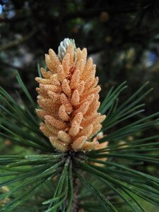 Pine cones tannenzweig green photo
