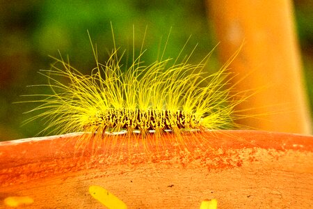 Fluffy yellow green photo