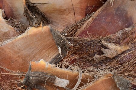 Plant close up fibers photo