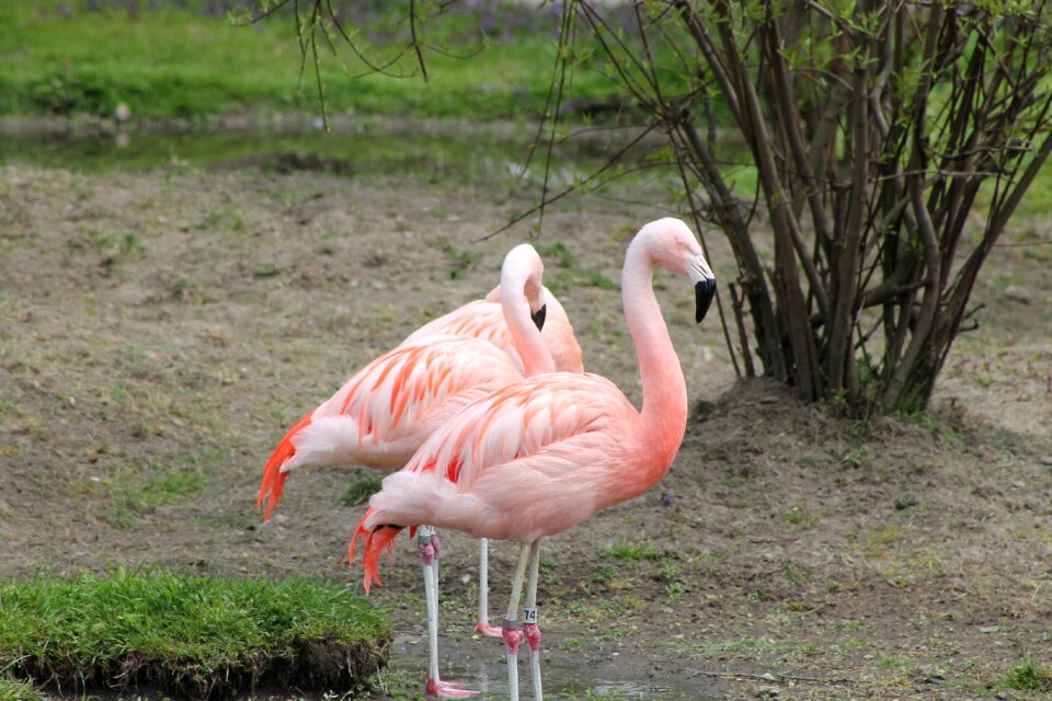 Fauna zoo wild life