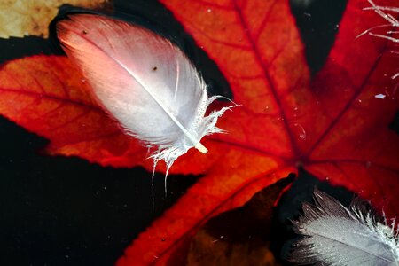 Bird feathers red foliage leaf