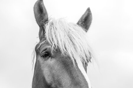 Horses landscape ear photo