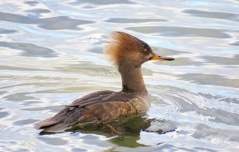 Fowl waterfowl duck photo