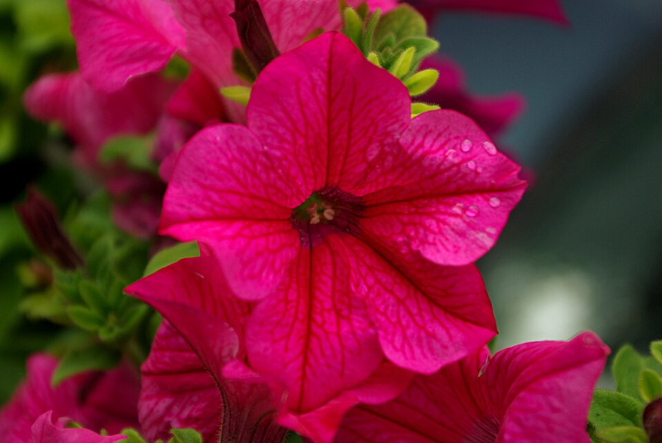 Ornamental flower blossom bloom
