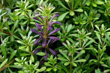 Tasty plant spring galium odoratum