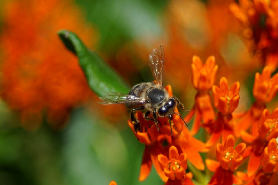 Honey yellow nature photo