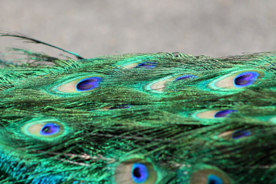 Feathers pattern animal