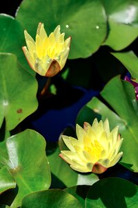 Water lily in the early summer aquatic plant photo