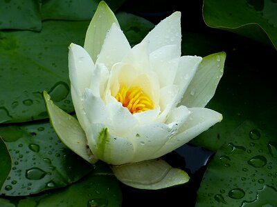 Water aquatic plant plant