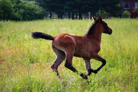Thoroughbred arabian meadow gallop