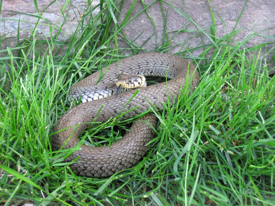 Natter nature non-hazardous