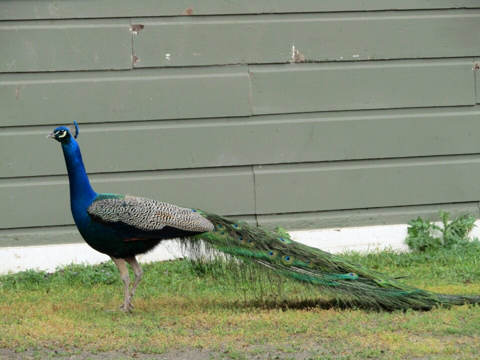 Bird wildlife