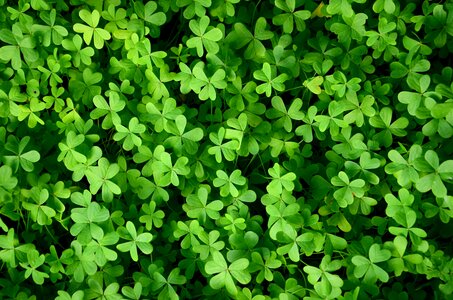Grass wallpaper background