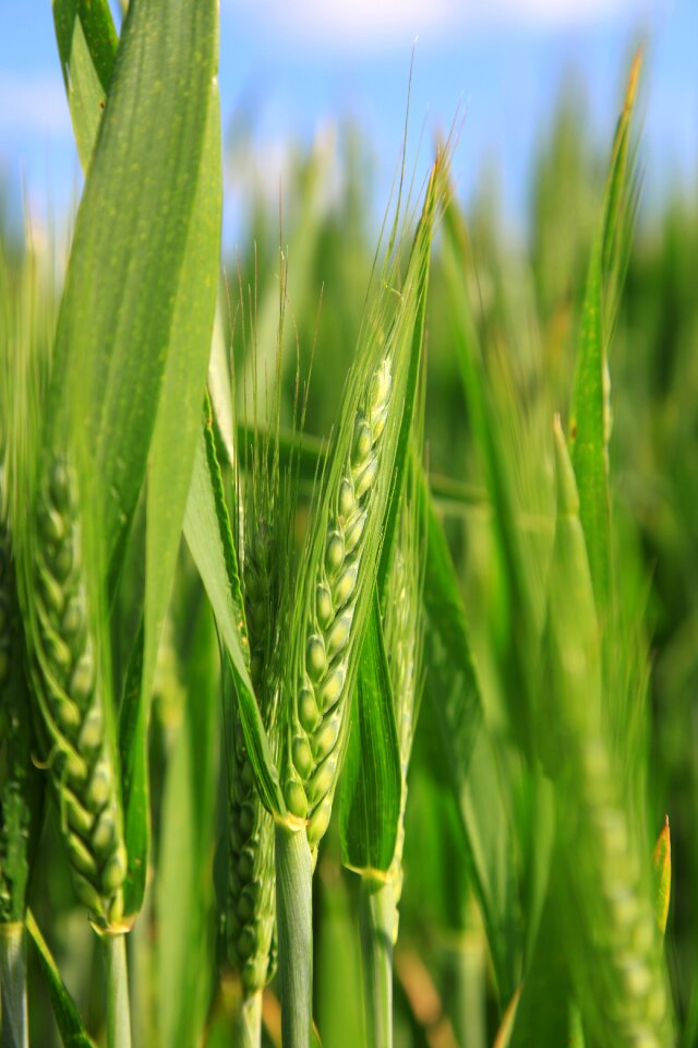 Ear of corn field cereals