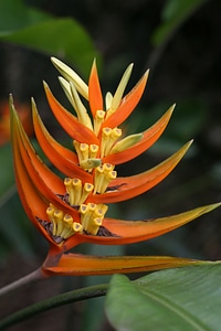 Plant natural blossom