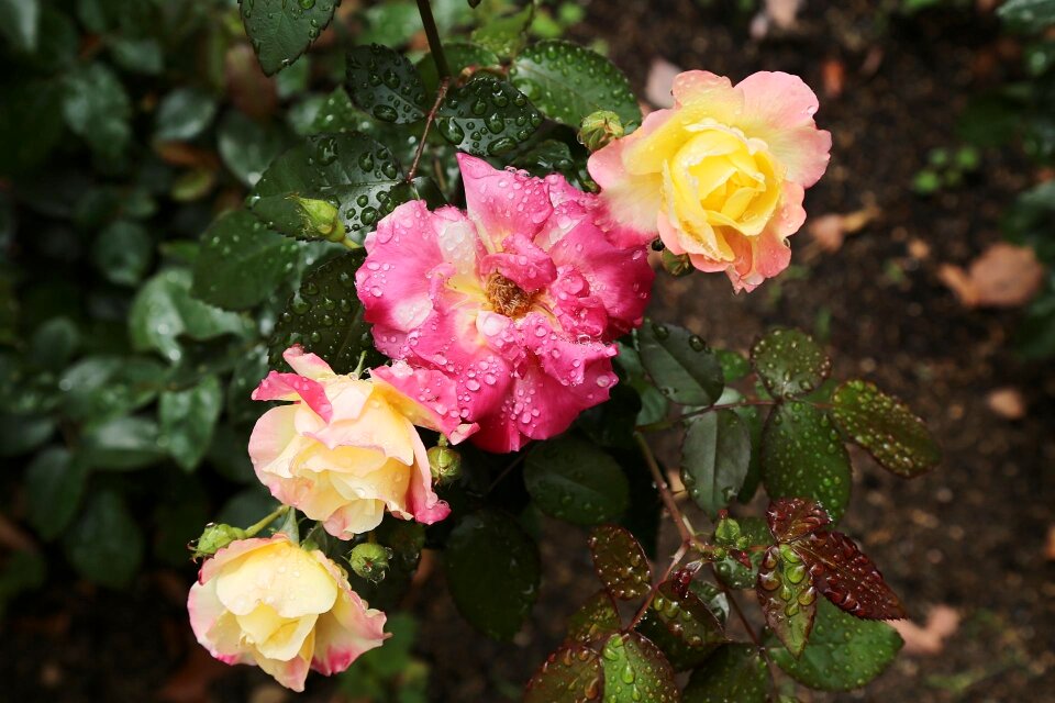 Japan rose flowers